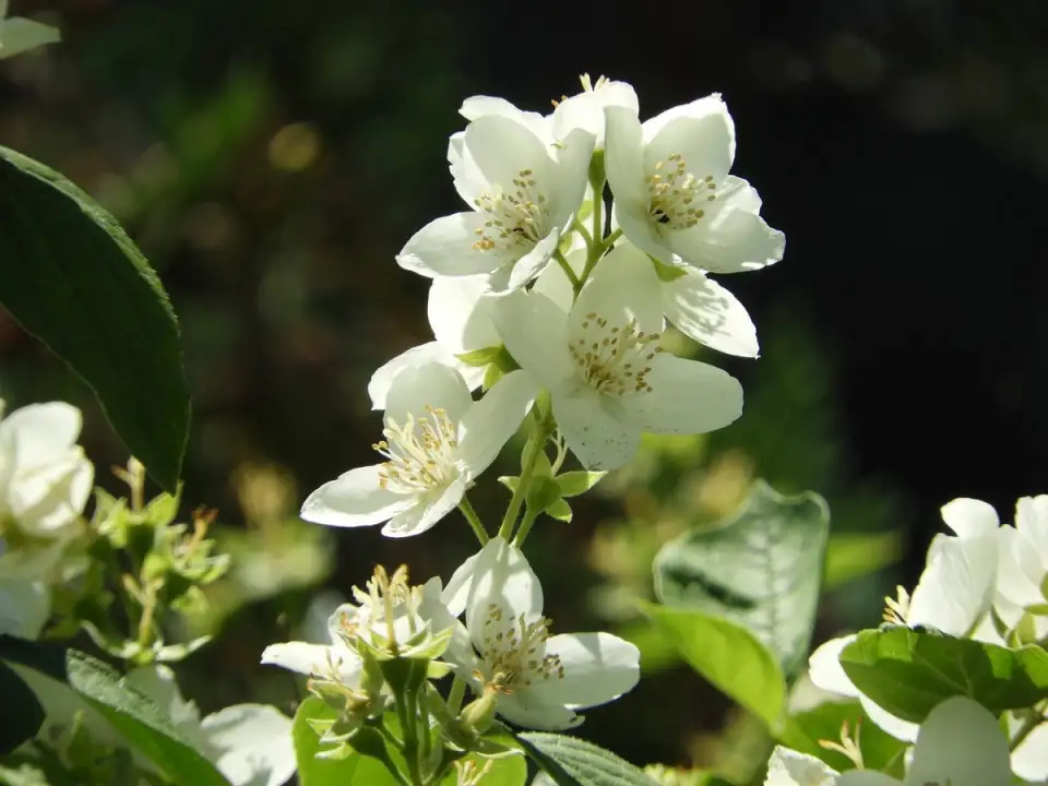 Iasomia, plantare si beneficii
