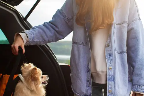 Călătoriile cu un animal de apartament – Cum să te pregătești pentru vacanțe sau deplasări fără stres