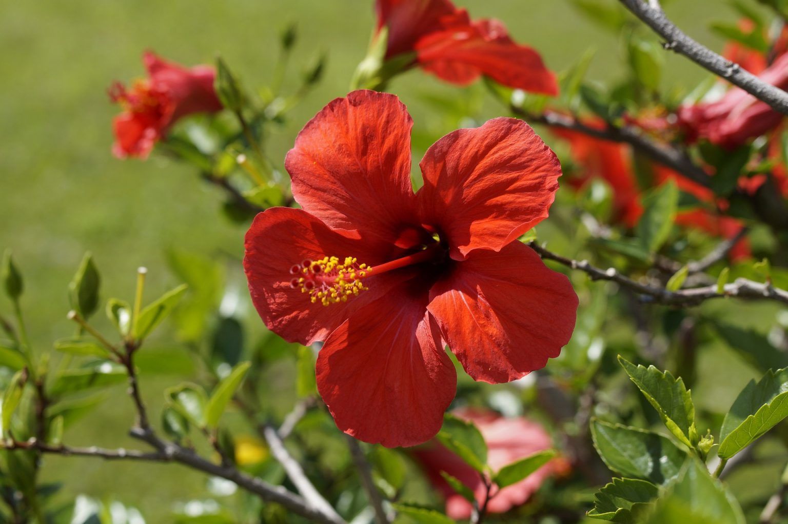 Hibiscus Planting, Care, and Uses