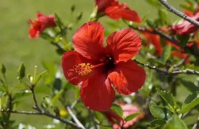 Hibiscus Planting, Care, and Uses