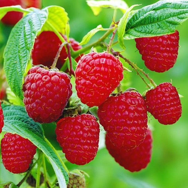 Zmeurul  o delicatesa printre fructele de padure