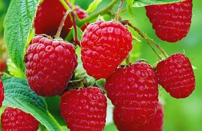 Raspberry: A delicacy among forest fruits