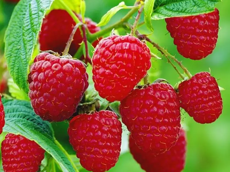 Zmeurul o delicatesa printre fructele de padure