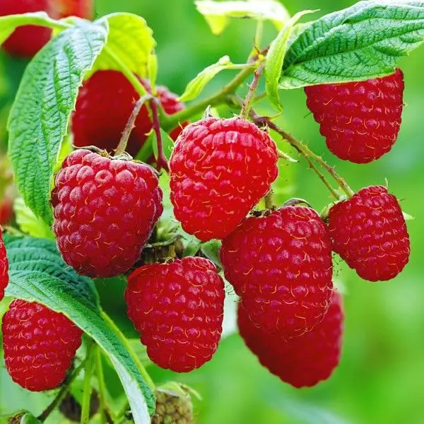 Zmeurul o delicatesa printre fructele de padure