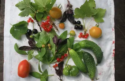 Top 5 Vegetable Seeds to Plant This Spring