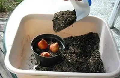 Gardening Tools on a Budget