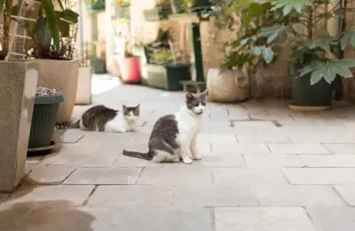 The Perfect Method for Creating a Playground for Your Cat