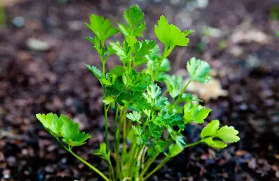 Tutorial: How to Plant Parsley (VIDEO)