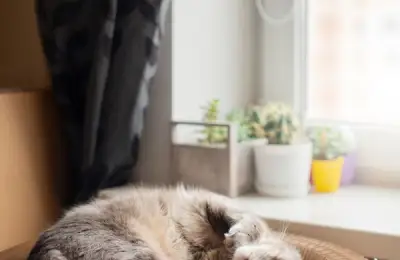 In the Concrete Agora: On the Myths and Truths of Intra-Muros Feline Existence