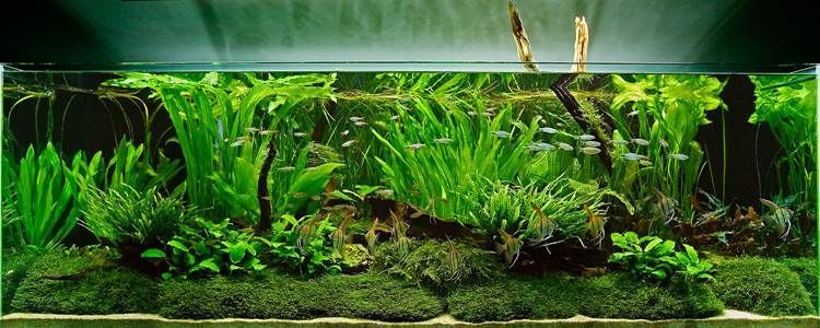 Practical Solutions for a Dream Aquarium