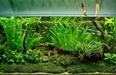 Practical Solutions for a Dream Aquarium