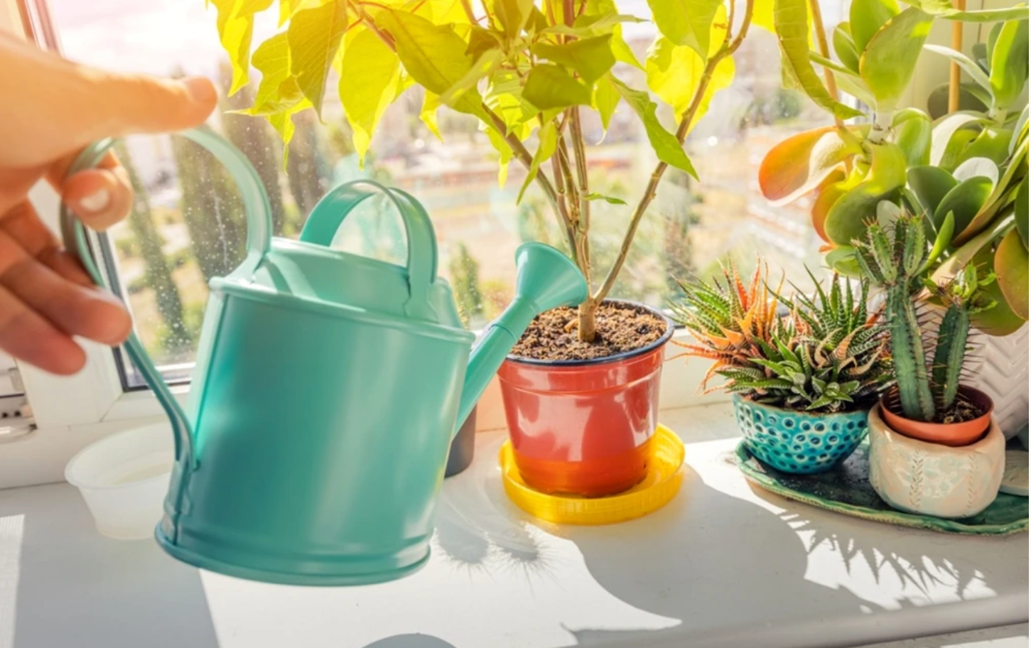 Hydrogen Peroxide: The Ally of Your Houseplants and Garden
