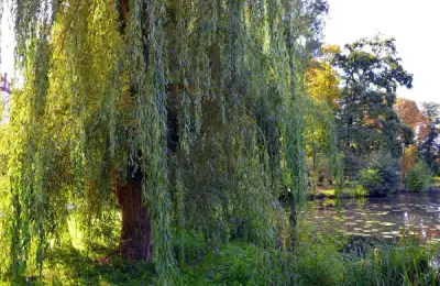 Willow - How to Plant a Willow Tree? (VIDEO)
