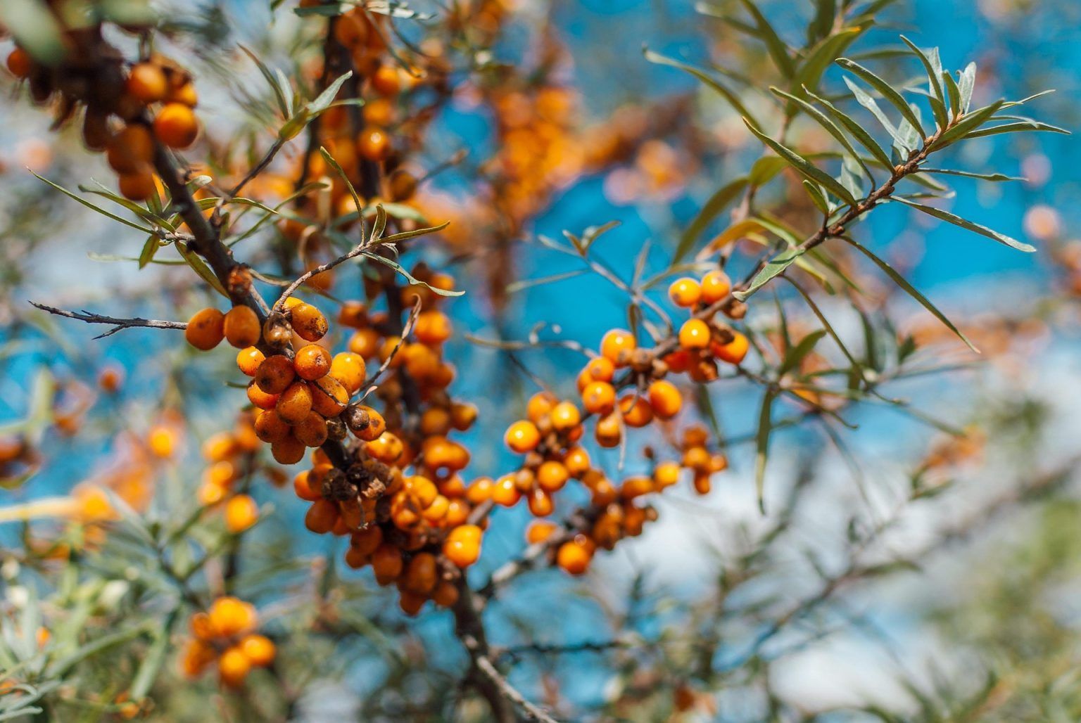 Catina – o planta medicinala dar si decorativa