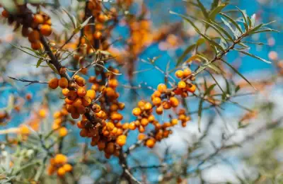 Catina: A Medicinal and Decorative Plant