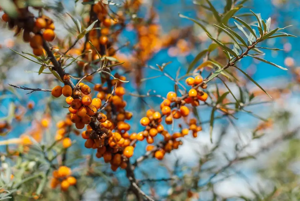 Catina – o planta medicinala dar si decorativa