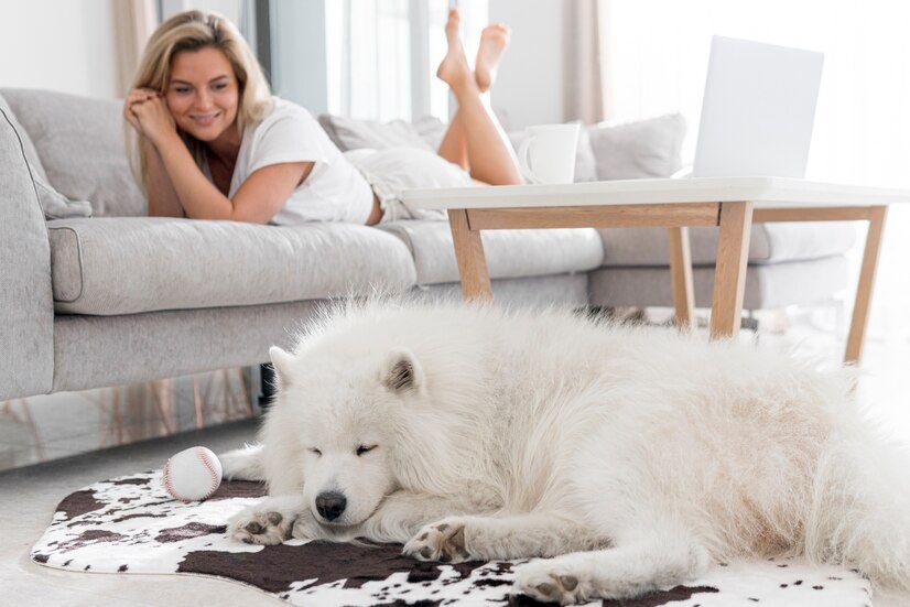Removing Dog Hair from Carpets