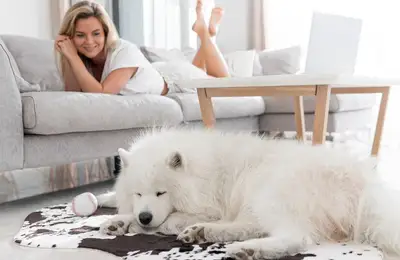 Removing Dog Hair from Carpets