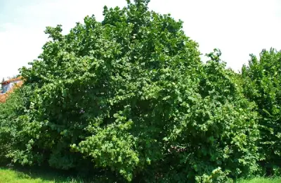 How to Plant Black Locust Trees (VIDEO)