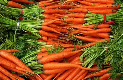 How to Plant Carrots (VIDEO)