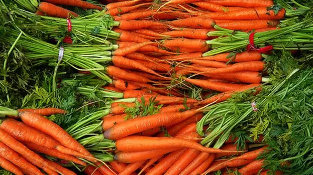 How to Plant Carrots (VIDEO)
