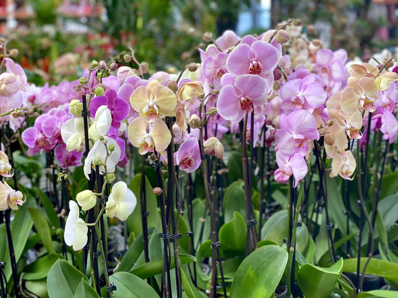 Making Winter Colorful: Integrating Plants into Apartment Design