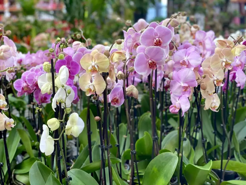 Si iarna poate fi colorata Cum integram plantele in amenajarea apartamentului