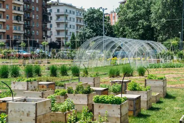 Urban farming: Cultivarea de legume și fructe în orașe