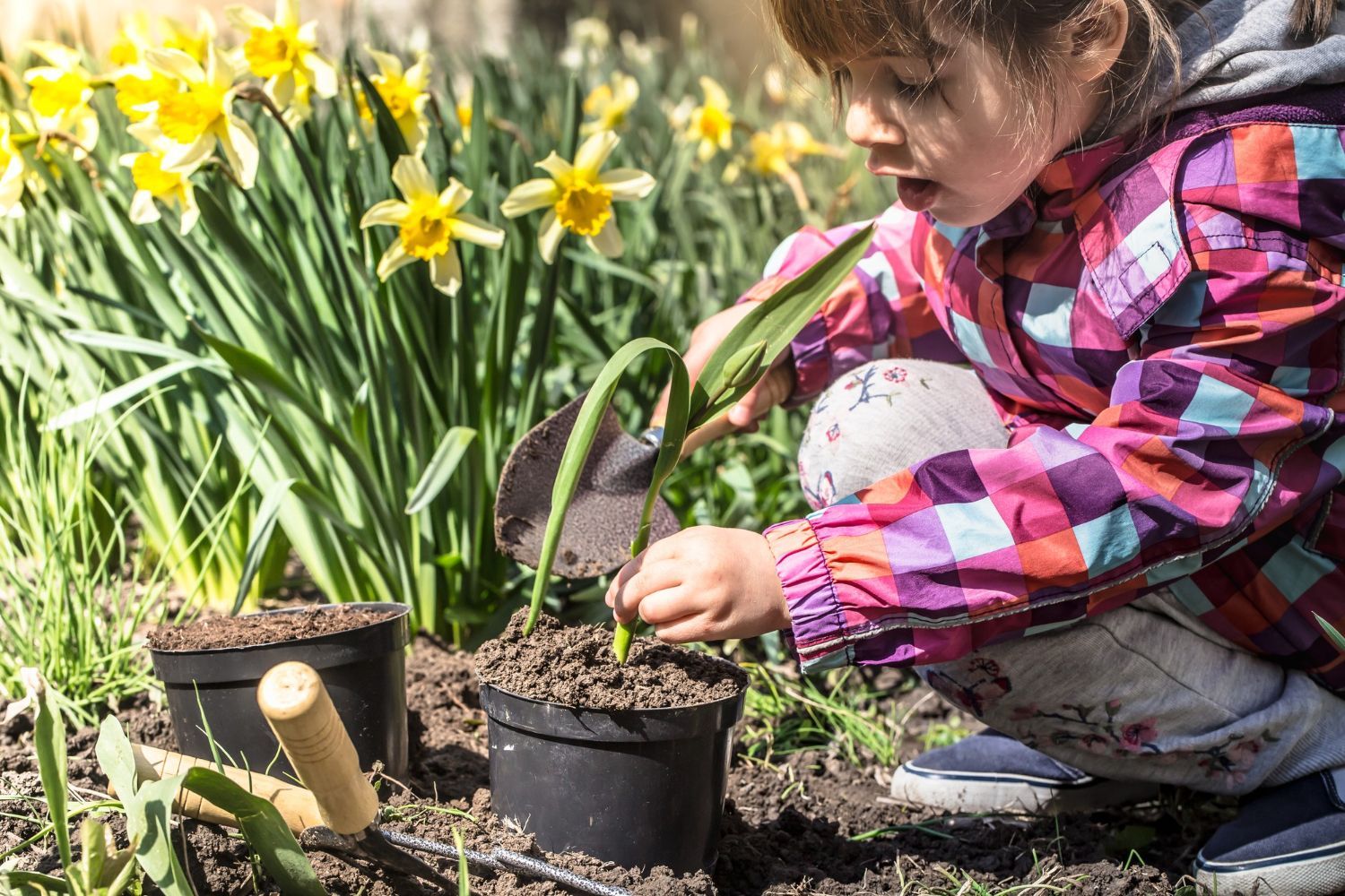 Ce flori poți planta în martie și cum să îți pregătești grădina pentru primăvară