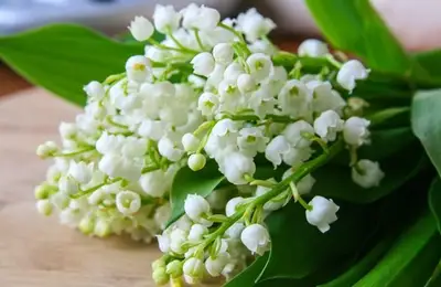 Planting Snowdrops: A Guide