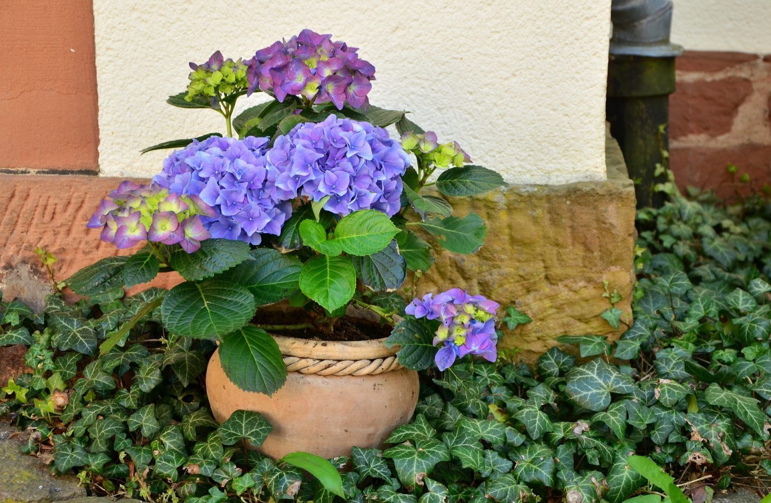 Ce plante pot creste pe balcon