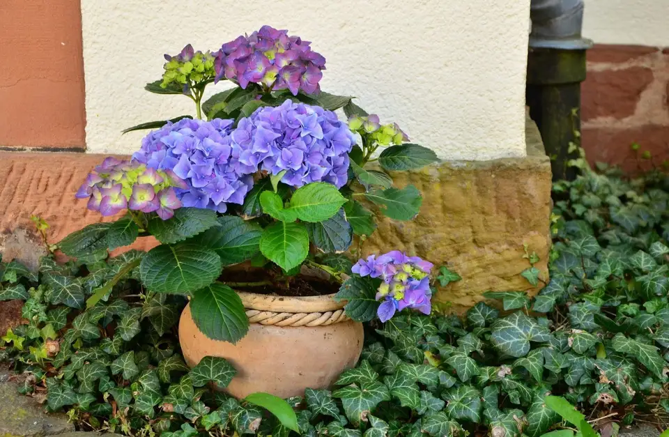 Ce plante pot creste pe balcon
