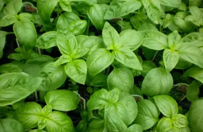Tutorial: How to Grow Basil (VIDEO)