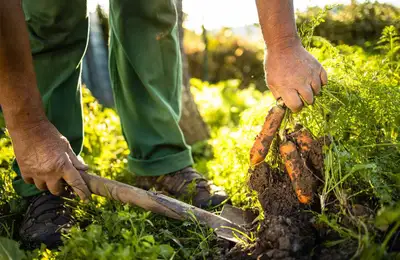 Increasing Agricultural Production with Suitable Greenhouses and Solar Farms
