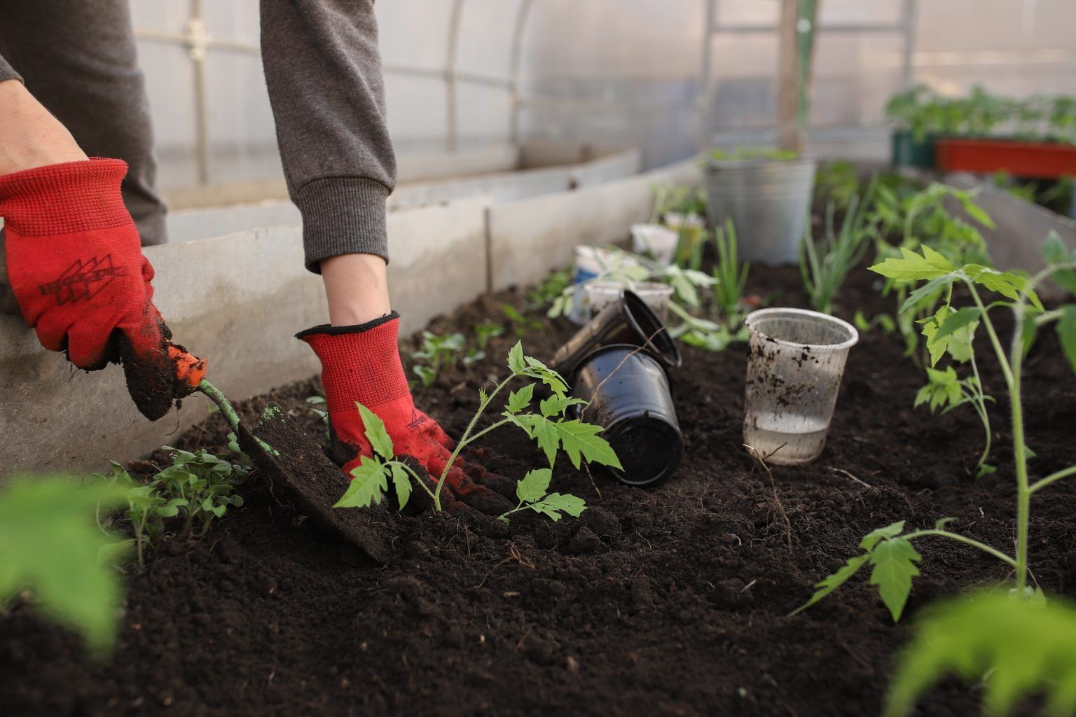 6 legume esentiale de plantat in gradina