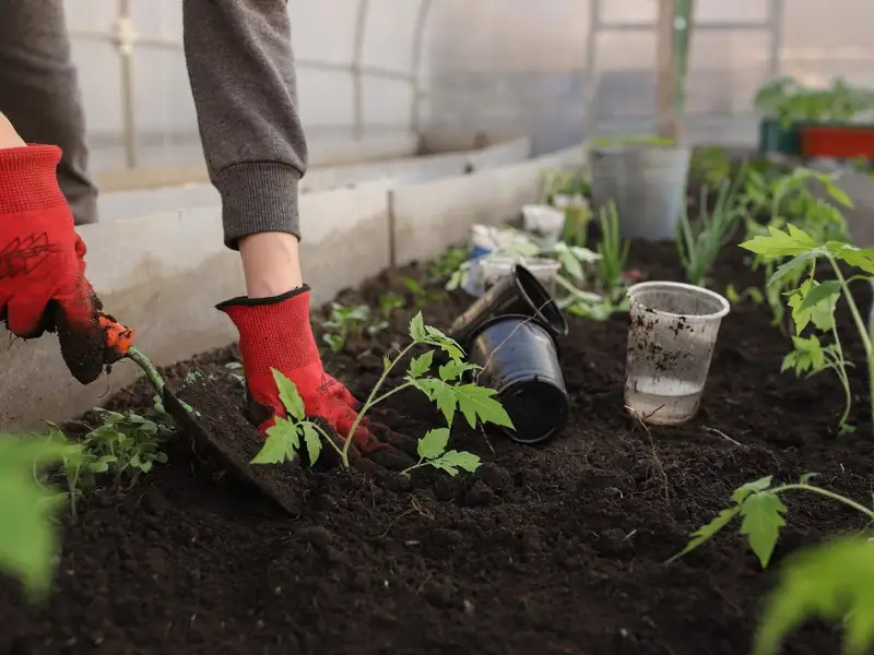 6 legume esentiale de plantat in gradina