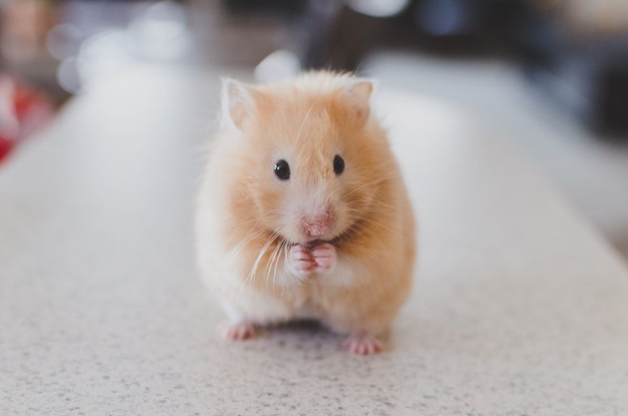 Communicating with Pets: Understanding Signals and Body Language