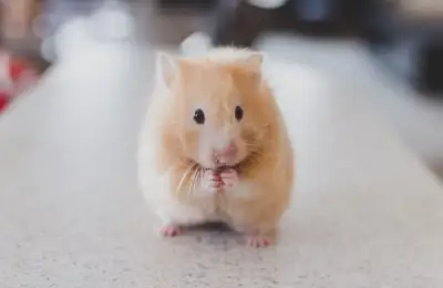 Communicating with Pets: Understanding Signals and Body Language