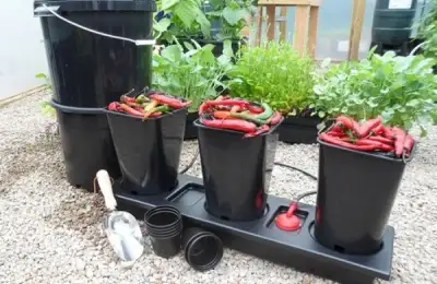 Major Garden Pests