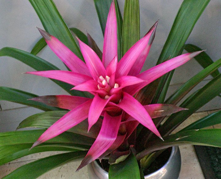 10 plante de interior foarte usor de intretinut