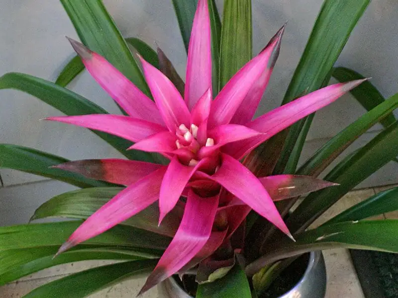 10 plante de interior foarte usor de intretinut