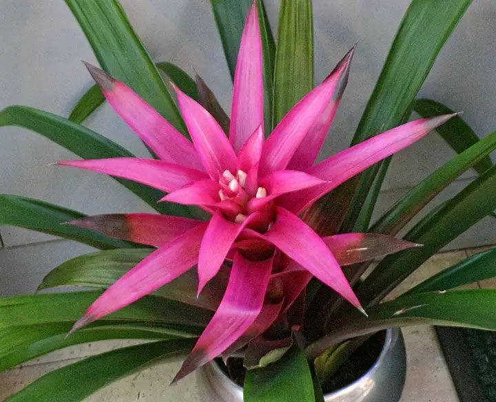 10 plante de interior foarte usor de intretinut
