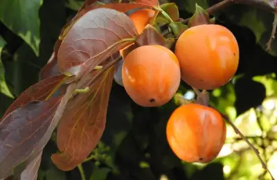 Tutorial: How to Plant a Kaki Tree (VIDEO)