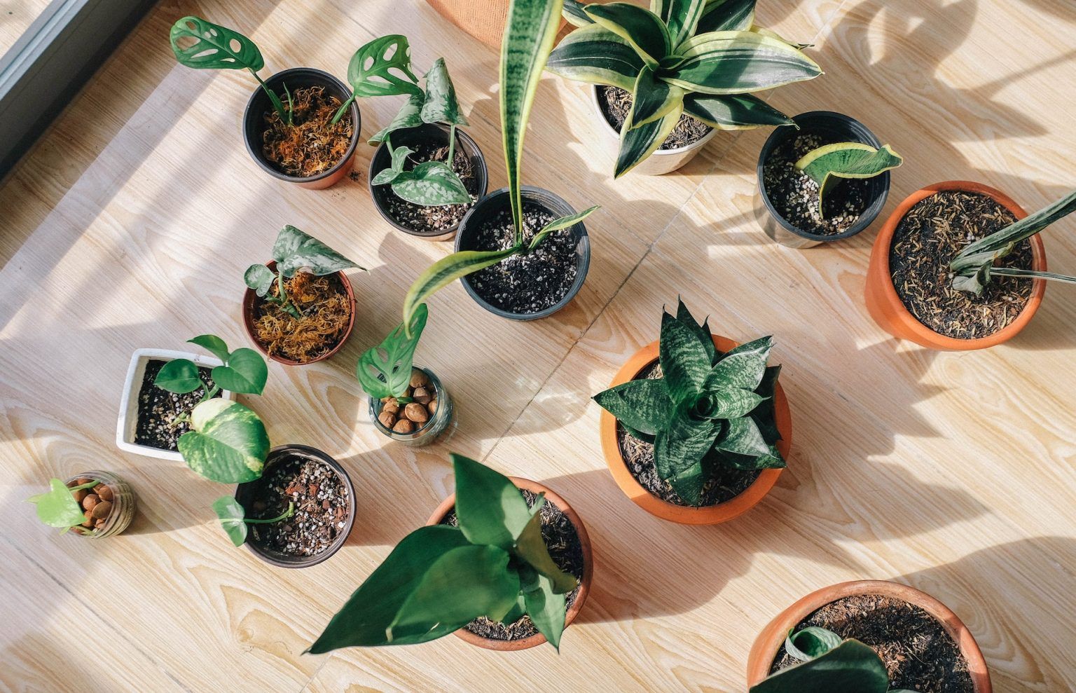 Intretinerea plantelor de interior pe perioada iernii