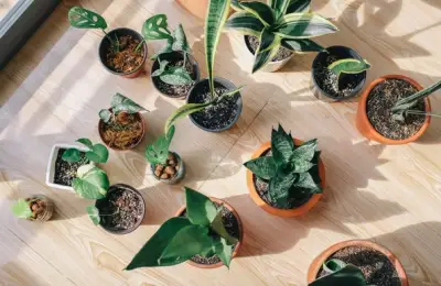 Caring for Indoor Plants During Winter