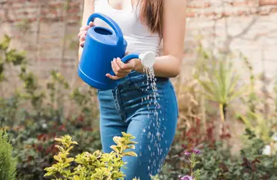 Water Saving Tips for Your Garden: Efficient Irrigation and Plant Care Methods