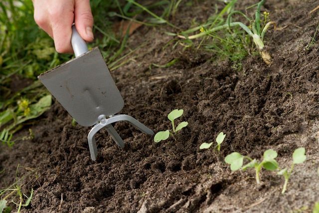 Lucrari pregatitoare in gradina – afanarea solului