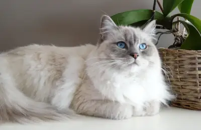 The Best Cat Breeds for Families with Children