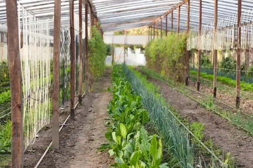 Cele mai bune materiale pentru construirea unei sere în grădină
