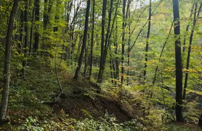 Bacteria fericirii din sol. De ce 20 de minute în grădina de toamnă schimbă chimia creierului